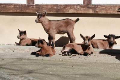 Erzgebirgsziegen-Nachwuchs im Tierpark Chemnitz