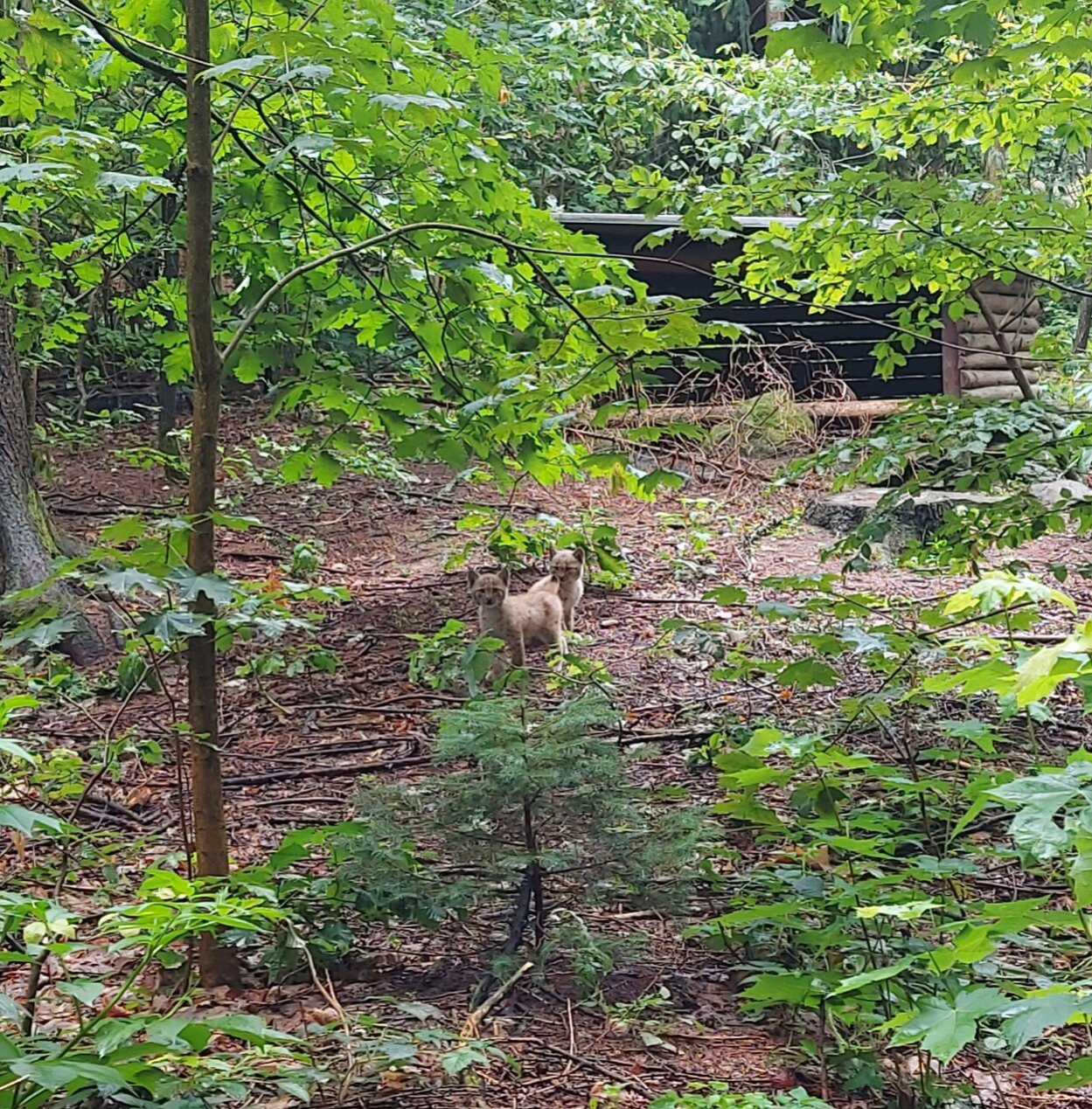 Das Bild zeigt den Luchs Nachwuchs im Wildgatter. Die 2 Luchsjungtiere befinden sich in der Mitte des Bildes, welches das Gehege zeigt. Auf dem Gehege befinden sich viele grüne Bäume in verschiedenen Größen. Im Hintergrund erkennt man einen Unterstand, welcher aus dunkelbraunen Holz besteht. Der Boden des Geheges ist waldartig. Er ist braun und es liegen viele kleine Äste auf dem Boden. Mittendrin befinden sich die 2 Luchsjungtiere. Das vordere Jungtier steht und schaut in die Kamera. Dahinter sitzt das andere Jungtier, welches nach links schaut. Die Jungtiere haben hellbraunes flauschiges Fell und einen runden Kopf mit kurzen spitzen Ohren.