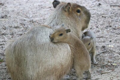 Capybara-Nachwuchs im Tierpark Chemnitz