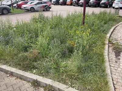 Blühwiese am Burgstädter Bahnhof