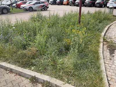 Blühwiese am Burgstädter Bahnhof