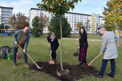 Gemeinsam mit Kulturbürgermeisterin Dagmar Ruscheinsky pflanzte Oberbürgermeisterin Yasmine Dar einen Baum zur Symbolisierung der Städtepartnerschaft zwischen Chemnitz und Manchester.