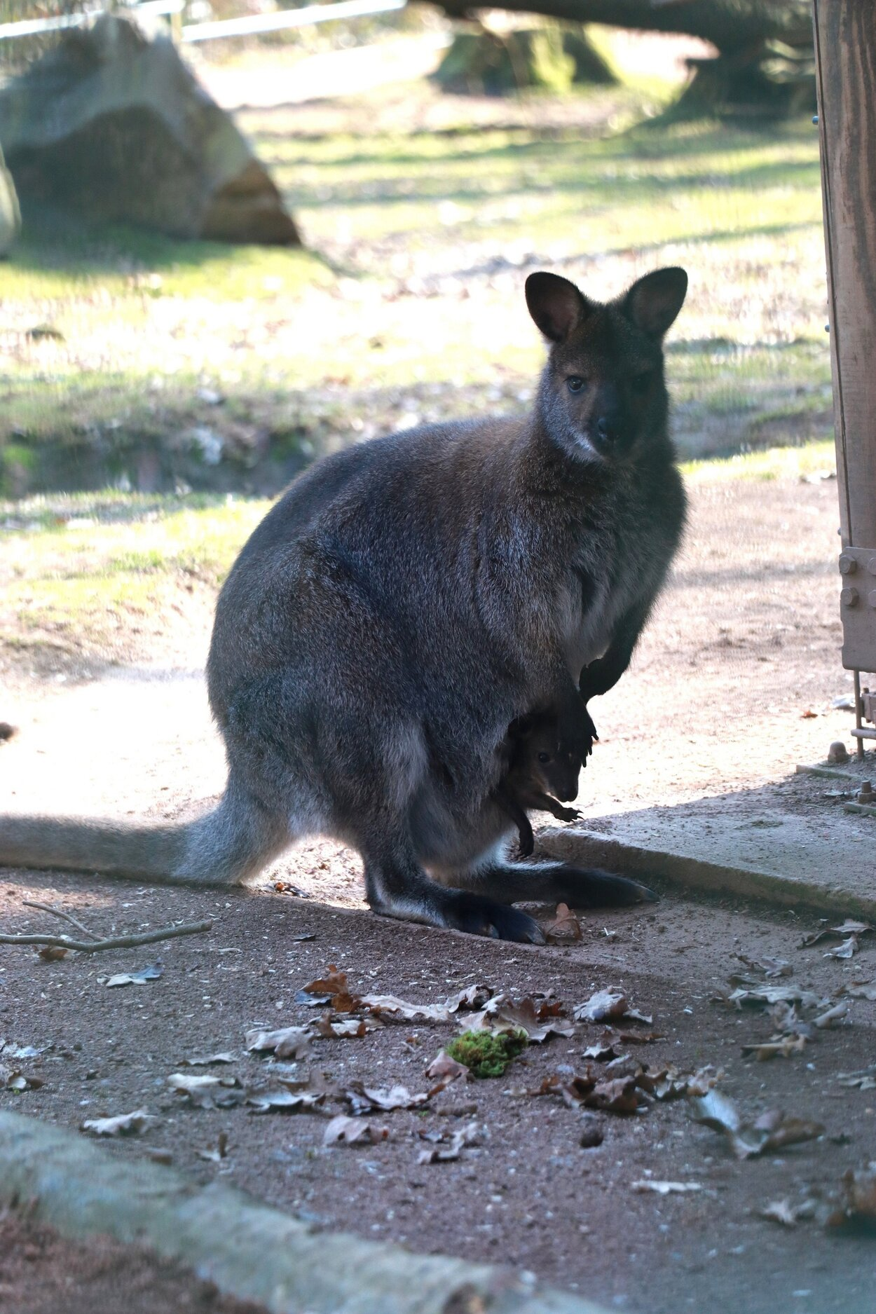 Ein Benett-Känguru sitzt im Schatten und blickt neugierig in die Kamera. Aus ihrem Beutel heraus schauen der Kopf und die Arme eines Jungtieres.