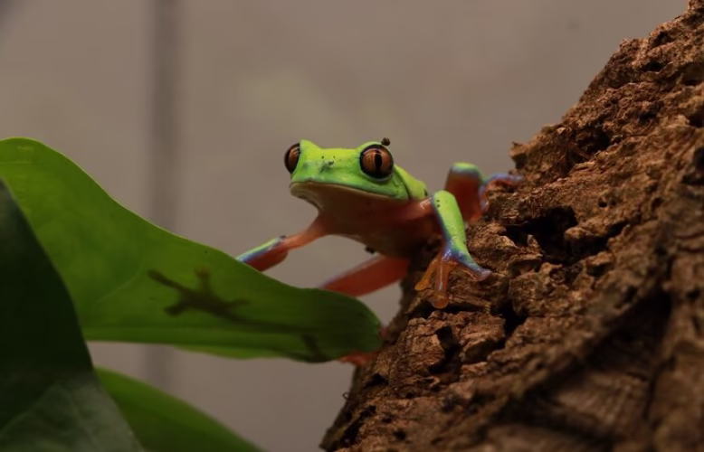 Working together to protect the orange-eyed tree frog