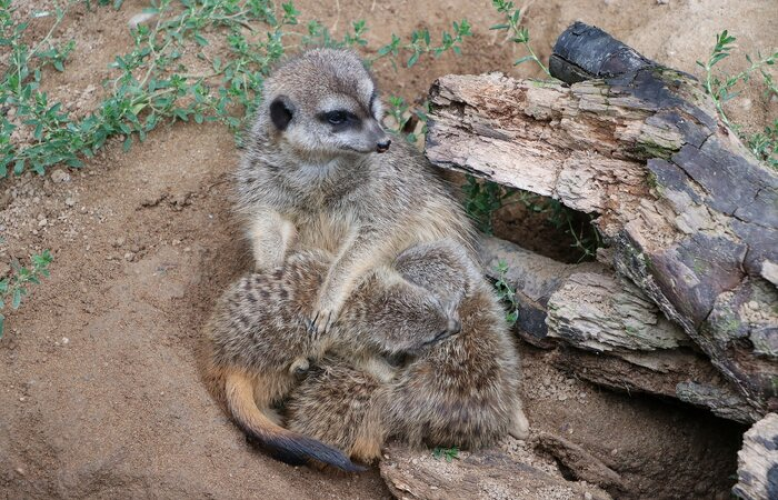 Tierpark Chemnitz: Erdmännchen und Triele haben Nachwuchs