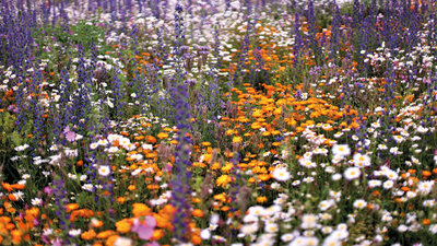 Blumenwieses
