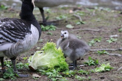 Im Bild ist mittig ein Weißwangen-Küken zu sehen, es steht neben einem Eltern-Tier. Es ist grau und fluffig gefiedert. Die Beinchen sind grau und stämmig. Das Köpfchen ist weiß mit schwarzen Augen und einem grauen Schnabel. Der Schnabel ist geöffnet, sodass die rosa Zunge zu sehen ist. Das Küken schaut nach vorn in die Kamera. Vor ihm liegt ein Salatblatt, mit dem die Tiere gefüttert werden. Die erwachsene Weißwangengans links neben dem Küken ist von hinten zu sehen. Sie ist unterschiedlich schwarz-grau gefiedert. Am Hals komplett scharz, am Bau hellgrau und die Flügel sind schwarz-weiß gefiedert. Die Beine sind stämmig und dunkelgrau. Beide Tiere befinden sich auf einem braunen Erdboden, der von kleinen grünen Blatt-Büscheln bewachsen ist, zudem liegen einige kleine Ästen darauf.
