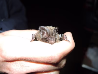 Mopsfledermaus mit Ring