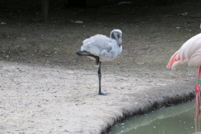 Rosaflamingo-Küken im Tierpark Chemnitz