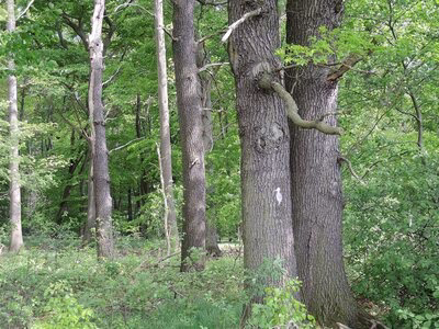 markierte Biotopbauminseln