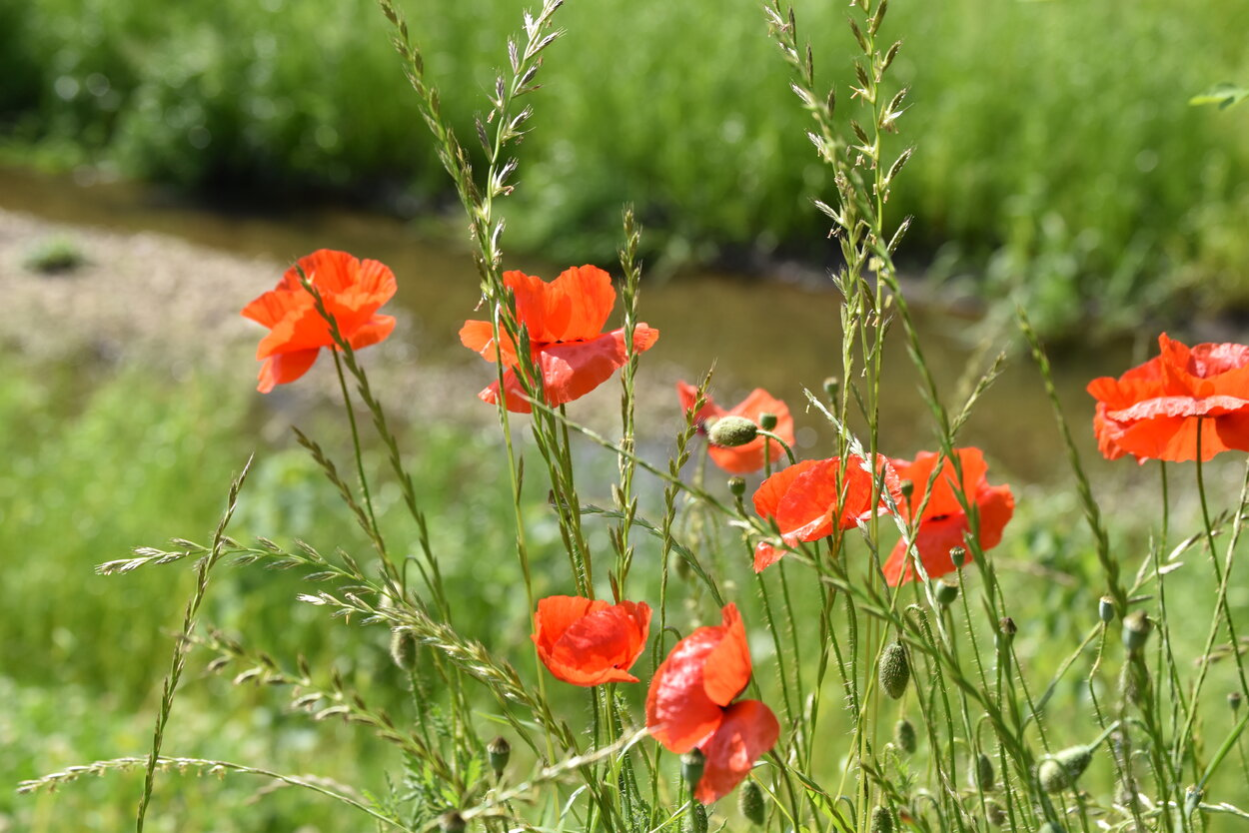 Im Vordergrund leuchtend roter Mohn und verschiedene Gräser, im Hintergrund ein Bachlauf mit angrenzender Wiese.