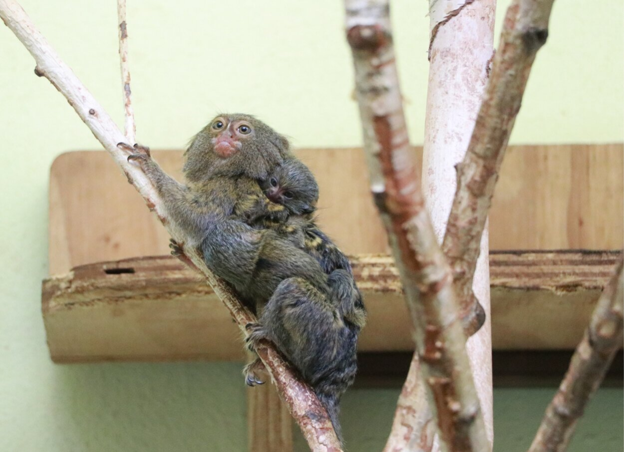 Zwergseidenäffchen mit Jungtier im Tierpark Chemnitz