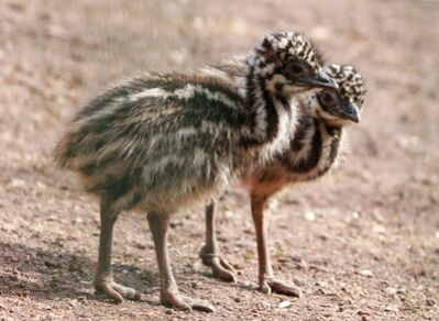 Emu-Nachwuchs (Archivfoto)