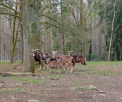 Mufflonherde mit Lämmern im Wildgatter Oberrabenstein