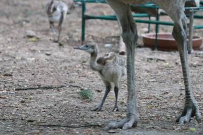 Nandu-Nachwuchs im Tierpark Chemnitz