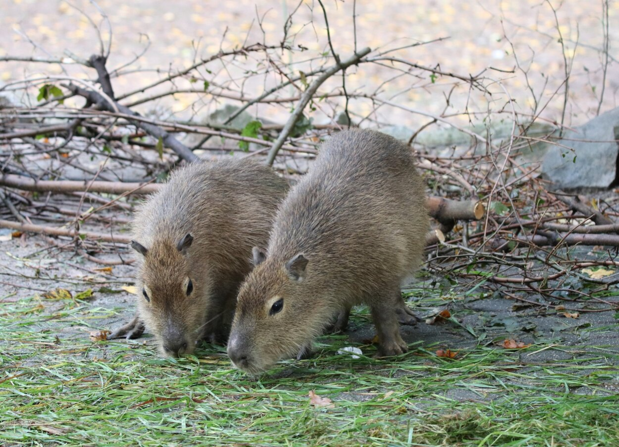 Capybaraweibchen