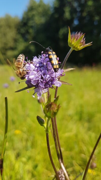 Ein Teufelsabbiss im Naturschutzgebiet Chemnitzaue