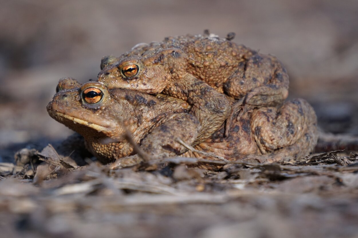 Erdkrötenpärchen im Crimmitschauer Wald (Bufo bufo)