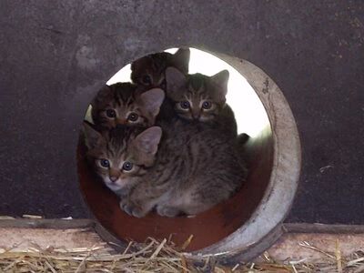 Junge Wildkatzen im Wildgatter Oberrabenstein.