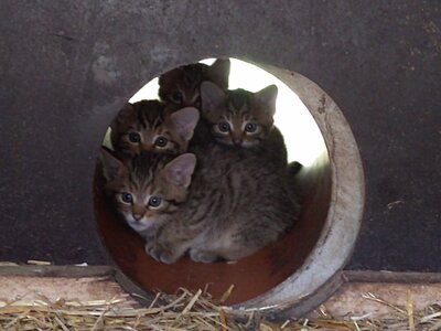 Junge Wildkatzen im Wildgatter Oberrabenstein.