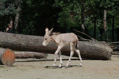 Junger Somali-Wildesel im Tierpark Chemnitz