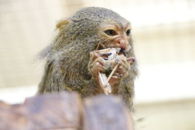 Zwergseidenaffe frisst artgerechtes Futter.
