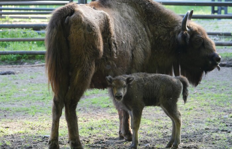 Wisent-Nachwuchs im Wildgatter Oberrabenstein