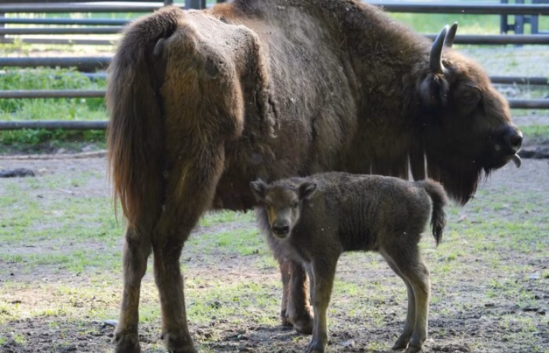 Wisent-Nachwuchs im Wildgatter Oberrabenstein