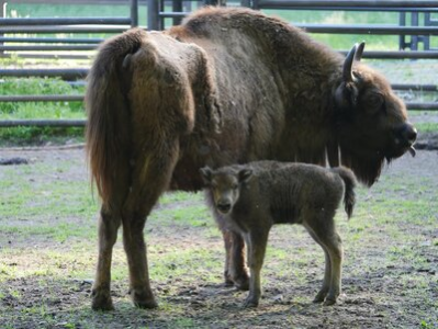 Im Bild ist ein ausgewachsnes Wisent mit seinem Nachwuchs zu sehen. Das Jungtier steht vor dem Elterntier und schaut in die Kamera. Das Elterntier schaut mit dem Kopf nach rechts. Im Hintergrund ist das Gitter des Geheges zu erkennen, der Fußboden ist eine Mischung aus Gras und Erde.