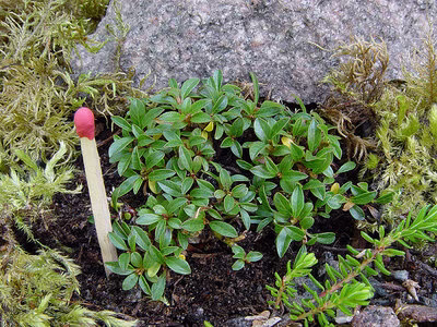 Salix ivigtutiana ist mit einer Höhe von 1 bis 1,5 cm eine der kleinsten Weiden der Welt. Sie stammt aus Südwest-Grönland