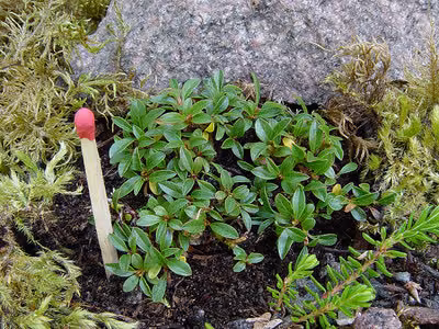 Salix ivigtutiana ist mit einer Höhe von 1 bis 1,5 cm eine der kleinsten Weiden der Welt. Sie stammt aus Südwest-Grönland