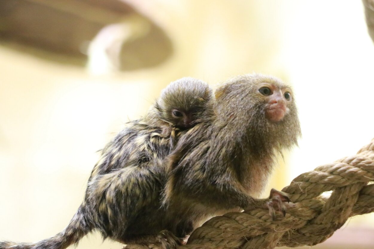 Zwergseidenäffchen mit Nachwuchs im Tierpark Chemnitz