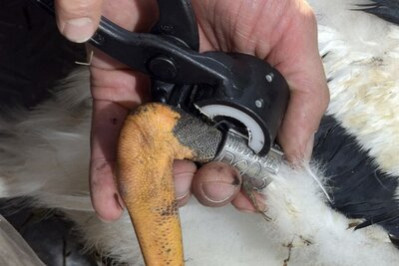 Ein Storch wird beringt