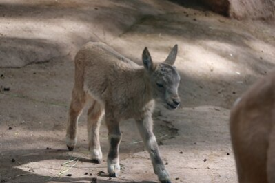 Westkaukasischer Steinbock-Nachwuchs im Tierpark Chemnitz