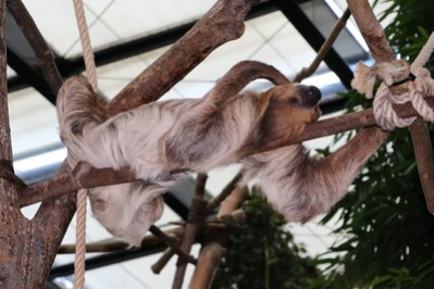 Faultier im Tierpark Chemnitz