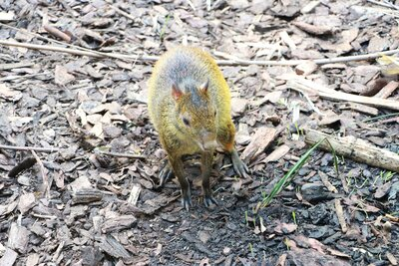 Schwarzrückenaguti im Tierpark Chemnitz