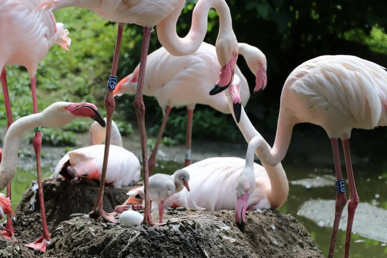 Rosaflamingos mit einem K&uuml;ken und einem Ei auf der Anlage im Tierpark Chemnitz