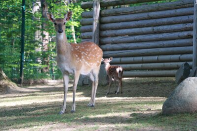 Sikahirschkuh mit Kitz im Tierpark Chemnitz