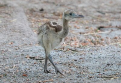 Im Bild ist ein Nandu-Küken zu sehen. Es hat ein kurzes flauschiges Gefieder, beige am Bauch und bräunlich am Rücken. Die kleinen kurzen Flügel sind auf dem Rücken abgelegt. Die kräftigen Beinchen sind gräulich. Es hat langen Hals und einen kurzen Schnabel. Es schaut wach nach rechts und läuft in diese Richtung im Freigehege. Der Boden ist grau, darauf sind einzelne Strohalme verstreut.