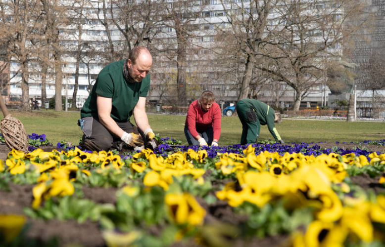 Farbenfrohe Frühjahrsblüher gesetzt