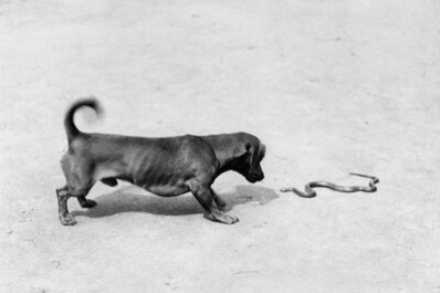 Dachshund „Puck“ mit einer Schlingnatter, Rochlitzer Berg, 11. Mai 1908