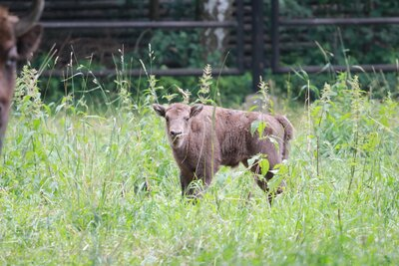 Wisent-Junges im Wildgatter Oberrabenstein