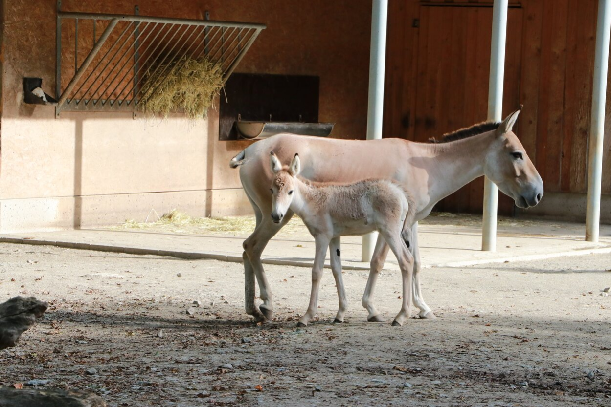 Kulan-Stute mit Fohlen im Tierpark Chemnitz