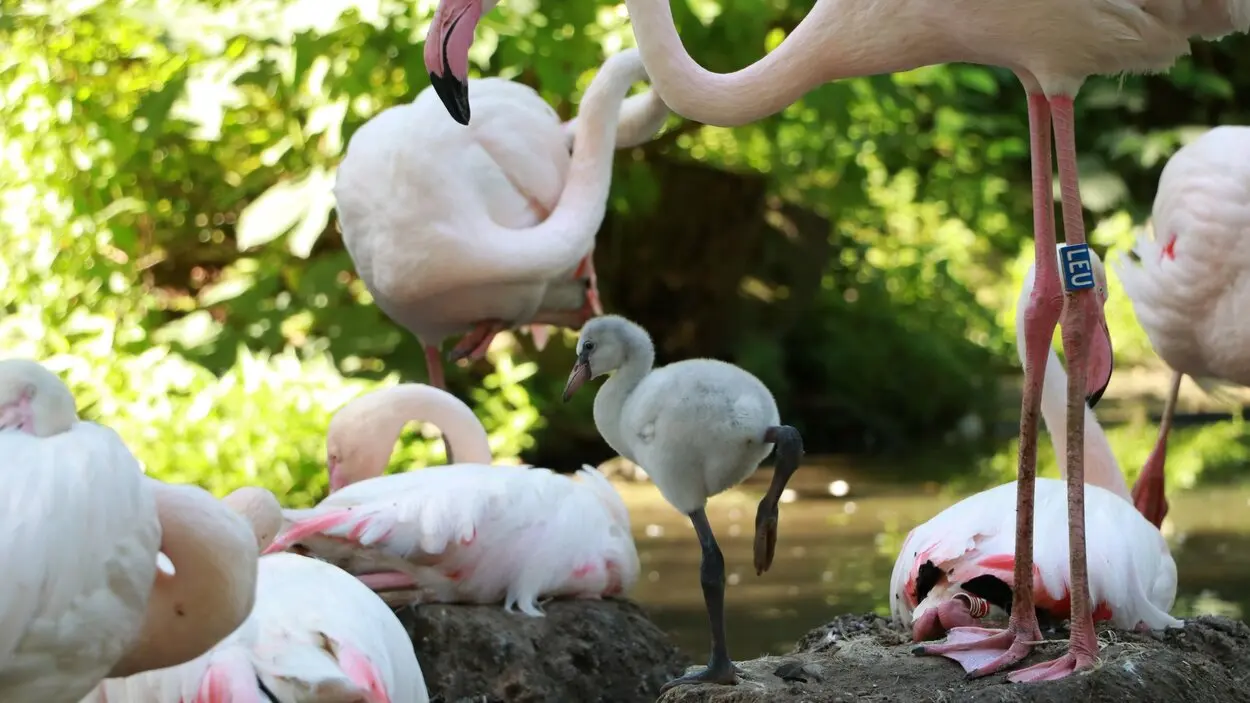 Inmitten von mehreren Erwachsenen Flamingos steht ein kleines, graues Flamingo K&uuml;cken im Nest.
