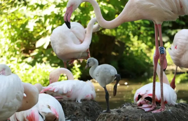 Erfolgreiche Flamingo-Nachzucht im Tierpark Chemnitz