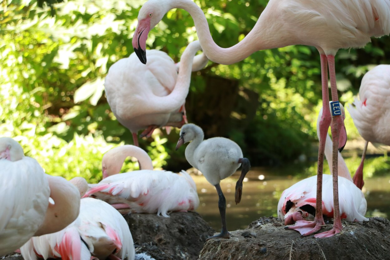 Inmitten von mehreren Erwachsenen Flamingos steht ein kleines, graues Flamingo Kücken im Nest.
