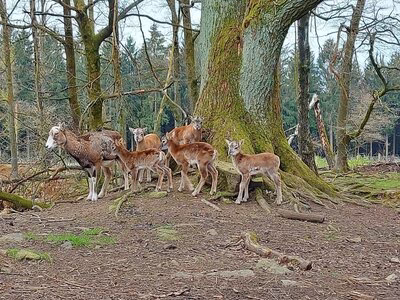 Mufflonl&auml;mmer im Wildgatter Oberrabenstein