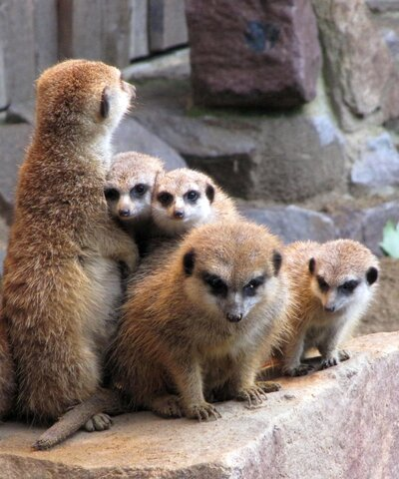 Erdmännchen mit Jungtieren im Tierpark Chemnitz