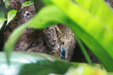 Zwei Jungtiere der Himmelblauen Taggeckos im Tierpark Chemnitz