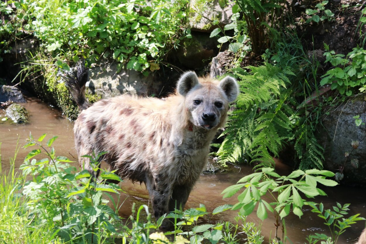 Hyäne am Unritzbach im Tierpark Chemnitz